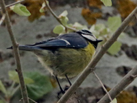 Mésange maghrébine