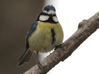 Mésange maghrébine