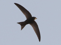 Martinet noir