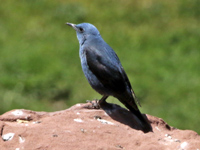 Monticole bleu