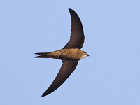 Martinet pâle