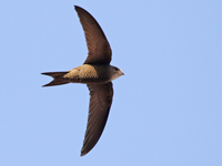 Martinet pâle
