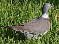 Pigeon ramier