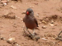 Roselin githagine