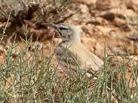Sirli du désert