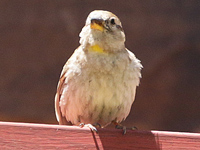 Moineau soulcie