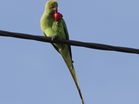Perruche à collier
