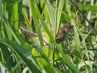 Rousserolle effarvatte