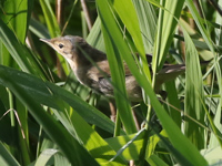 Rousserolle effarvatte