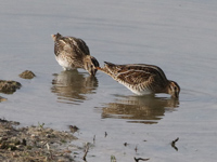 Bécassine des marais