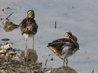 Bécassine des marais
