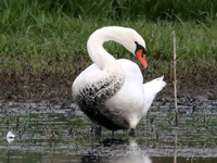 Cygne tuberculé