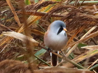 Panure à moustaches