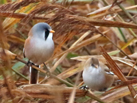 Panure à moustaches