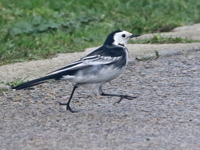 Bergeronnette de Yarell *