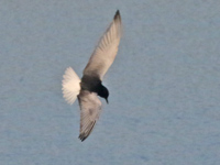 Guifette leucoptère