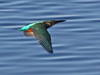 Martin-pêcheur d'Europe