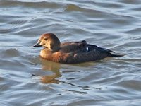 Eider à tête grise