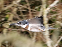 Martin-pĂȘcheur d'AmĂ©rique
