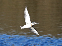 Martin-pĂȘcheur d'AmĂ©rique