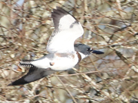Martin-pĂȘcheur d'AmĂ©rique