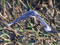Martin-pĂȘcheur d'AmĂ©rique