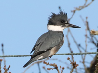 Martin-pêcheur d'Amérique