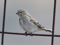Linotte mélodieuse