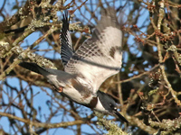 Martin-pêcheur d'Amérique