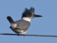 Martin-pêcheur d'Amérique