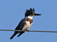 Martin-pêcheur d'Amérique