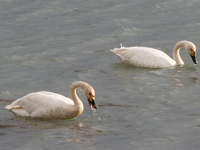 Cygne de Bewick