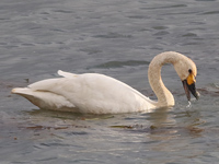 Cygne de Bewick