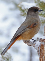 Mésangeai imitateur