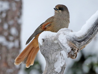 Mésangeai imitateur