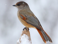 Mésangeai imitateur