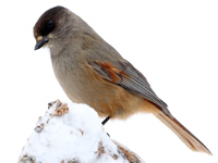 Mésangeai imitateur