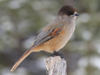 Mésangeai imitateur