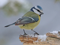 Mésange bleue