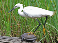 Aigrette garzette