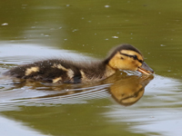 Canard colvert