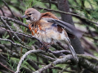 Linotte mélodieuse