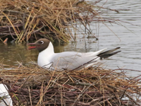 Mouette rieuse