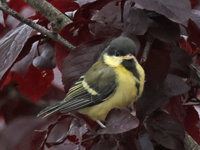 Mésange charbonnière