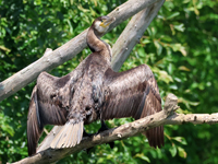 Grand Cormoran
