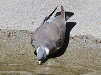Pigeon ramier