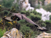 Buse variable