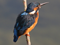Martin-pêcheur d'Europe	