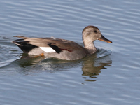 Canard chipeau