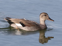 Canard chipeau